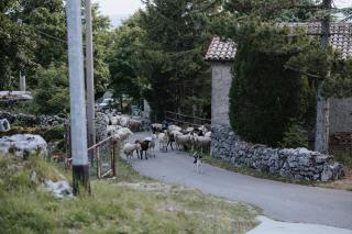 Casa Juričevi - 7
