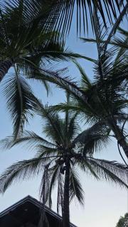 Coco Palms Homestay, Coron - 3