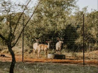 Nyala Lodge - 0