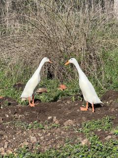 Countryside Views Near Sarlat - Goats, Ducks & Chickens - Farm Experience - 7