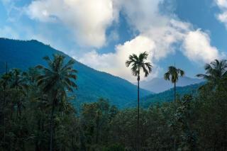 Coffee Mount Homestay Near Paithalmala Kappimala - 3