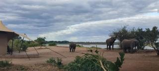 Elephant Crossing Safari Bushcamp - 2