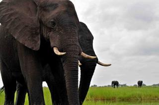 Elephant Crossing Safari Bushcamp - 5