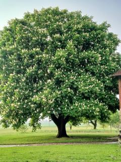 Cascina Benotto - 5