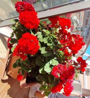 Luciana Apt - 3 min train to FCO Airport & Fiera - 1