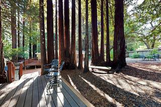 Wagging Woods - 6