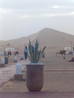 Celestia Sahara Camp - 9