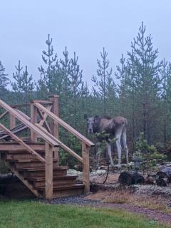 Magisch berghuisje met uitzicht op Nationaal Park Fulufjället - 4