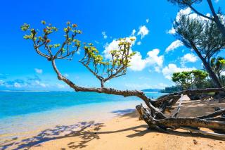 Hale La'Au Pohaku TVNC#4255 - 6