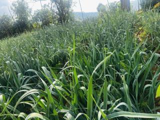 Summer Cottage - The Dew - 5