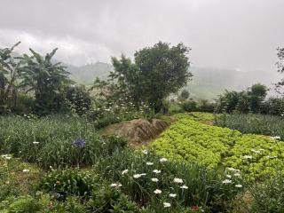 Summer Cottage - The Dew - 2