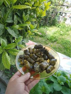 Farm Zeko - 2