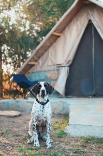 Tented Camp Near Mt Longonot, Elwai Visitor Centre - 8