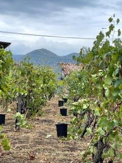 Winery Matisi - 6