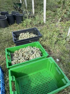 Winery Matisi - 7