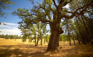 Red Tail Ranch - Groveland - 2