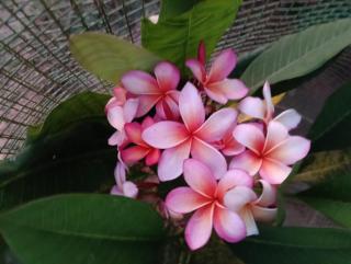 Sarva Tranquil home stay - 7
