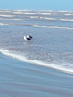 Meu sonho beira mar - 7