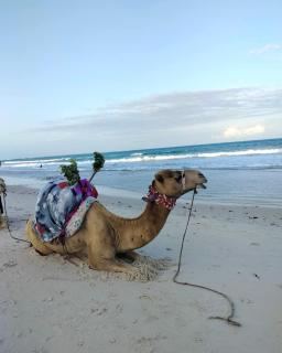 Villa Diani - 4