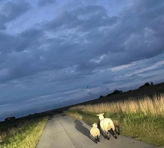 Gaststätte Bongsiel 'Dat Swarte Peerd' - 6