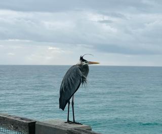 La SeaEsta - 4