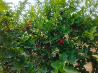 Vikas Valley Resort & Hotel - 3