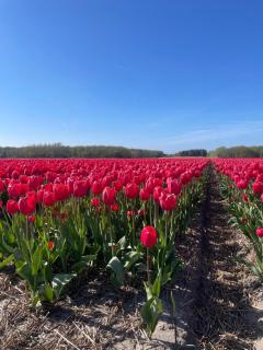 Vakantiehuis Het Uilennest - Wijdenes - 8