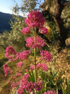 Briciole di Pietra B&B - Dolceacqua - 7