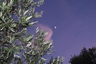 Olive Escape - 7