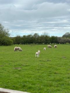 Shakespeares Retreat in Stratford Upon Avon - 8