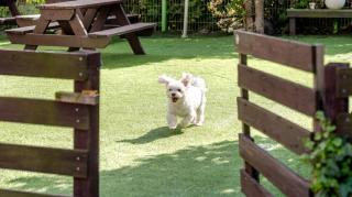 Geoje Erion Pet-Friendly Pension - 4
