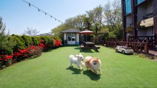 Geoje Pings Pet-Friendly Pension - 9