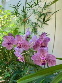 Orchid Pool -Villa 4 bedrooms - Ko Lanta - 2