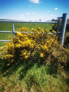 Countryside bliss - 5