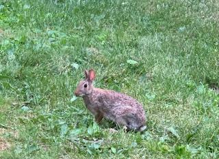 Athelney House Farm Retreat Center - 8