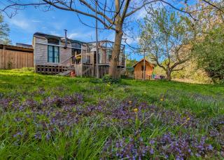 Tiny Haus - Sternenblick - Sauna - 9