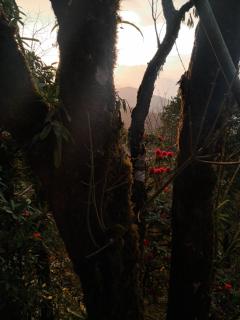 Magnolia Blossom Homestay - 6