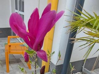 Pompár Magnólia Apartmanok - Szeged - 7