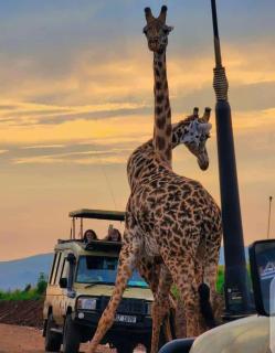 Golden Horn Safari Camp - 0