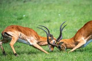 Golden Horn Safari Camp - 8