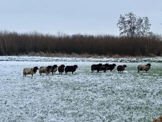 Landelijk genieten in Zijderveld - 2