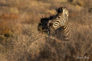 Nama-Qua Game Reserve - 6