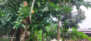 Ké San Gélica Guest House - São Tomé - 2