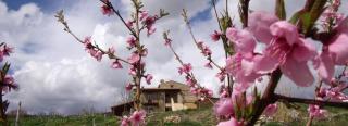 B&B Scacciapensieri - Vini d'Altura - Colledara - 6