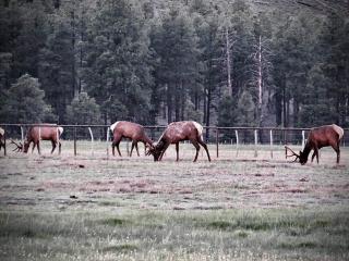 Grand Canyon Cottage at Historic Wrigley Ranch with Horseback Riding & Hiking - 2