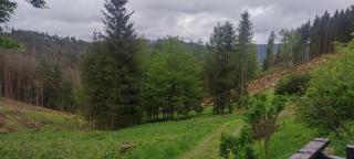 Waldhütte - 3