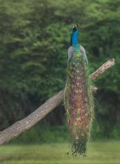 Bundala Forest Resort Yala - 8