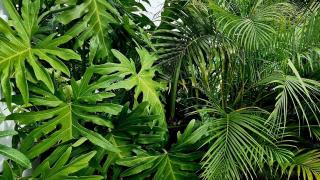 Tropical Cottage 2 Bedrooms - 4