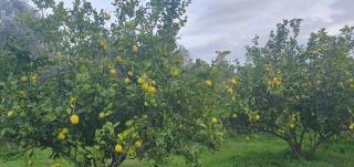Piccolo Paradiso Crotone - 7
