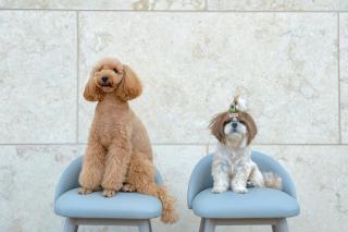 Taean The Blueness Pool Villa Pet Pension - 8
